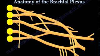 Brachial Plexus anatomy  Everything You Need To Know  Dr Nabil Ebraheim [upl. by Rafael529]