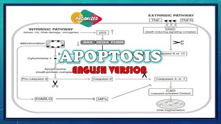 Apoptosis English version  Programmed cell death [upl. by Given]