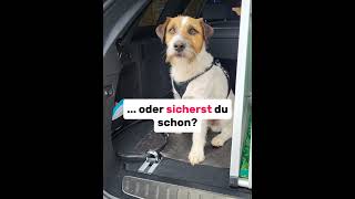 LOCKness Hundediebstahlschutz lockness wwwlocknessbiz [upl. by Tager]