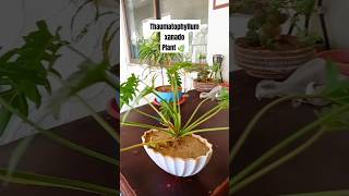 Thaumatophyllum xanado plant 🪴 cactusflowers subscribemychannel plants virelshorts gardening [upl. by Adnawak]