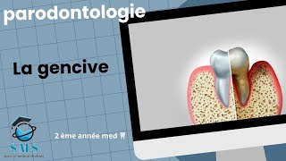 Cours  la gencive  anatomie physiopathologie module de paro  2 ème année [upl. by Arvind]