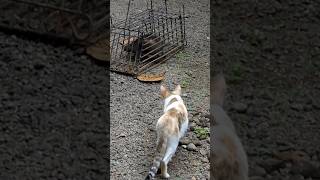 Brave cat nearing a huge scary rat making loud sounds which is trapped [upl. by Silda357]