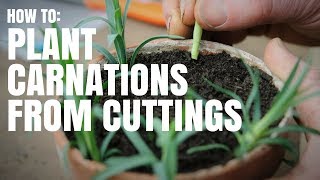 how to plant carnations from cuttings [upl. by Ronda]