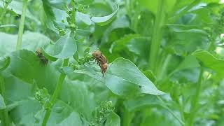 Eristalinus hoverflies [upl. by Lauree]