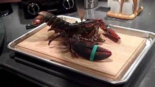 The Lobster Slaughter Affair by Chef Michael [upl. by Namreg]