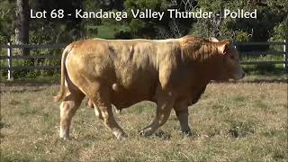 Lot 68 Kandanga Valley Thunder  Polled Charbray  Sells 3rd August 2024 [upl. by Aikan]