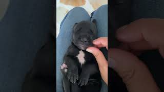 El cachorro mas consentido del mundo dog cachorro puppy viralvideo shorts [upl. by Reh]