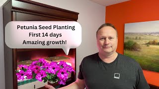 Revealed How to Grow Petunias in Record Time [upl. by Miranda]