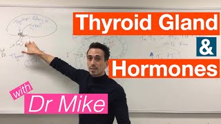 Thyroid Gland and Hormones [upl. by Longwood]