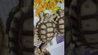 African Sulcata Tortoise Hatchlings [upl. by Albright]