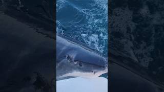 GREAT WHITE SHARK BITES SAILBOAT 😱 [upl. by Mar]