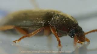 Exploring Darkling Beetles video 2 Under a Microscope [upl. by Ulberto]