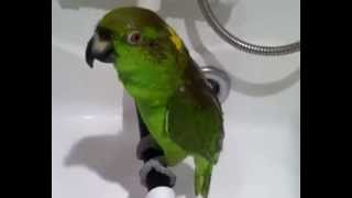 Awesome parrot singing in the shower [upl. by Milli]