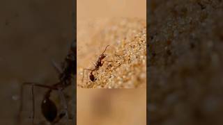 Hormiga Escapa de Feroz León Hormiguero en el Desierto del Namib 🐜🏃‍♂️🦁🏜️ [upl. by Euk]