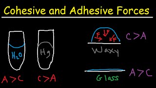 Cohesive and Adhesive Forces of Water [upl. by Philemon984]