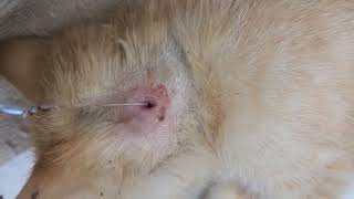 Botfly removal on kitten may not be suitable for those who do not want to see a larvae removed [upl. by Notsuoh916]