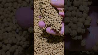 Method fast feed pelletsMethod fast feed pellets by Meleg shortvideo fishing carpfish [upl. by Sampson18]