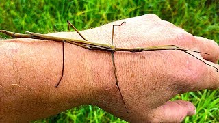 Stick Insect Saved amp The Missing Tree [upl. by Langston414]