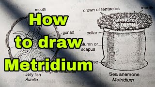 How to draw Metridiummetridiumdiagrammetridiumdrawingbiology [upl. by Aivax]