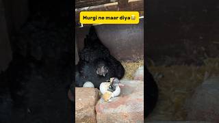 Murgi ne bache ko maar diya😭 minivlog petvlogger petlover kabutar murgi chicks [upl. by Annohsak997]