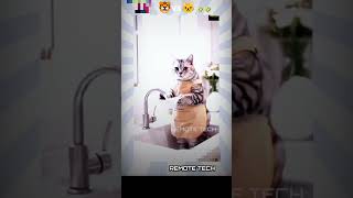 Fun with 😺 vs 🐯 rrr music song smartphone beastthememusic remotetech tvk thalapathivijay [upl. by Christiano602]