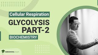 Glycolysis Part 2 [upl. by Dryden]