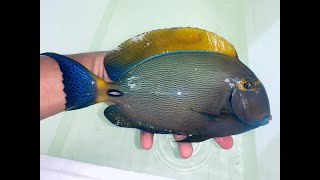 AWESOME SHOW SIZE Hawaiian Dussumieri Tang [upl. by Amabil]