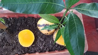 COMO GERMINAR MANGO Y TENERLOS EN MACETA [upl. by Akessej343]