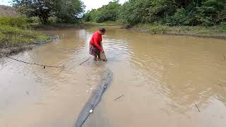 gil trindade pescando camarão e peixe com rede de arrasto [upl. by Ernestus]