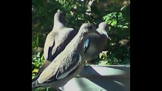 WHITE WINGED DOVE in Texas patriot3326 How to increase views  Views ko kaise badaye [upl. by Luapsemaj]