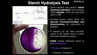 Microbiology Lab  Starch Hydrolysis Test via Amylase [upl. by Hgielyak803]