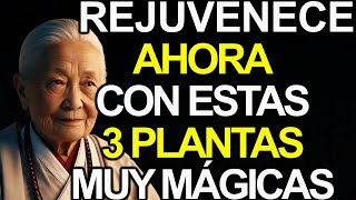 3 Plantas Que Rejuvenecen Tu Piel Y Restauran El Colágeno  Tu Salud Mejorará  Sabiduría Budista [upl. by Lietman]