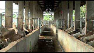 Livestock exports Take a tour of an Indonesian feedlot [upl. by Alacim]