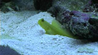 Goby and Pistol Shrimp Sand [upl. by Ennairrek415]