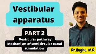 Vestibular apparatus  Part 2 Vestibular pathway mbbs physiology [upl. by Aysahc]