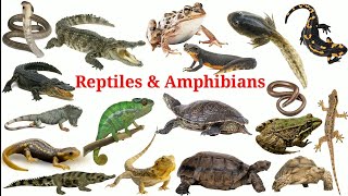 Reptiles amp Amphibians In English With Pictures  Reptiles Amphibians  Easy english learning process [upl. by Brent]