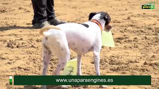 El Perro Bodeguero Ratonero Andaluz RBA raza autóctona de la tierra también presente La Pará [upl. by Notsirhc]