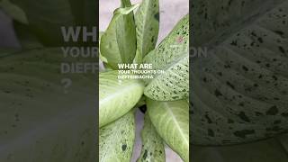 Dieffenbachia Yours Thoughts on This Houseplant plants [upl. by Jasmina]