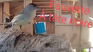 cabane des oiseaux  fauvette à tête noire [upl. by Obbard]