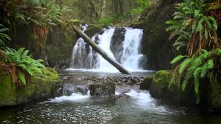 The Forest Waterfall HD  The Calming Sound of Water [upl. by Skipton696]