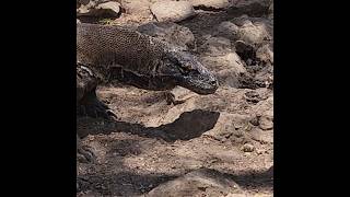 Komodo Dragon At Komodo National Park Indonesia [upl. by Htebyram]