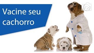 Carteira de vacinação do cachorro  Sempre vacine seu cachorro [upl. by Azaria]