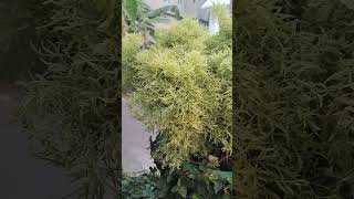 Polyscias fruticosa Evergreen shrub with spreading [upl. by Kuebbing]