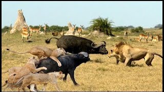 Discovery Wild Animal Fights  2 Buffalo vs 10 Lion Hyena amp Wild dogs attacks Deer  Baboontiger [upl. by Haelahk341]