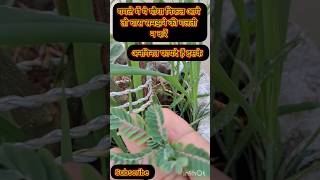 Bhumi Amla Plant Benefits bhumiamla youtubeshorts Shorts viral trending gardening [upl. by Yrreiht631]