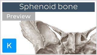 Sphenoid bone Isolated views Landmarks Functions preview  Human Anatomy  Kenhub [upl. by Hosbein]