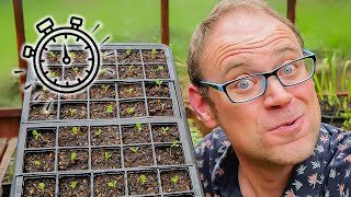 The Secret to Healthy Seedlings 🌱 How to Transplant Them [upl. by Oivatco381]