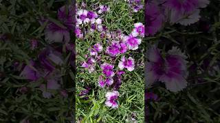 Dianthus chinensisChina pinksbeautifulflowers NewzealandshortsShortfeeds [upl. by Roseline]