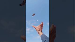 The falcon attack pigeon par the peregrine falcon pigeon bird birdslover shorts youtubeshorts [upl. by Yllet]