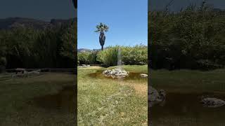 Old Faithful Geyser Calistoga [upl. by Naimaj]